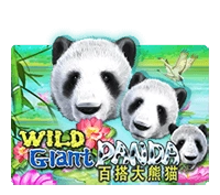 Wild Giant Panda